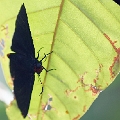 HESPERIIDAE, Elbella scylla